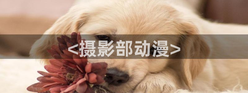 囧次元 翻译：<摄影部动漫>