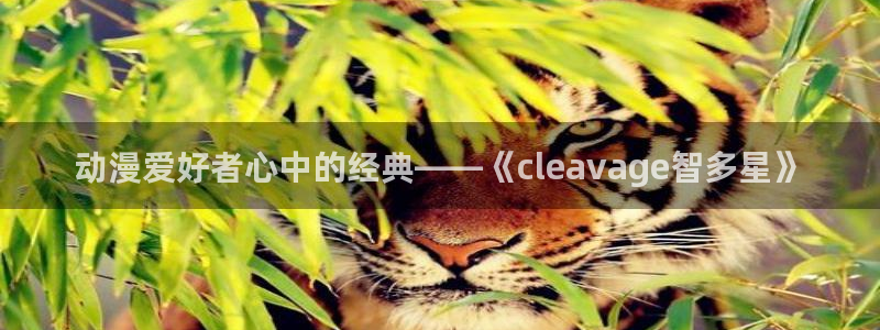 囧次元新版：动漫爱好者心中的经典——《cleavage智多星》