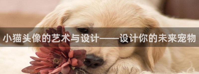 囧次元官方网站入口最新版本：小猫头像的艺术与设计——设计你的未来宠物